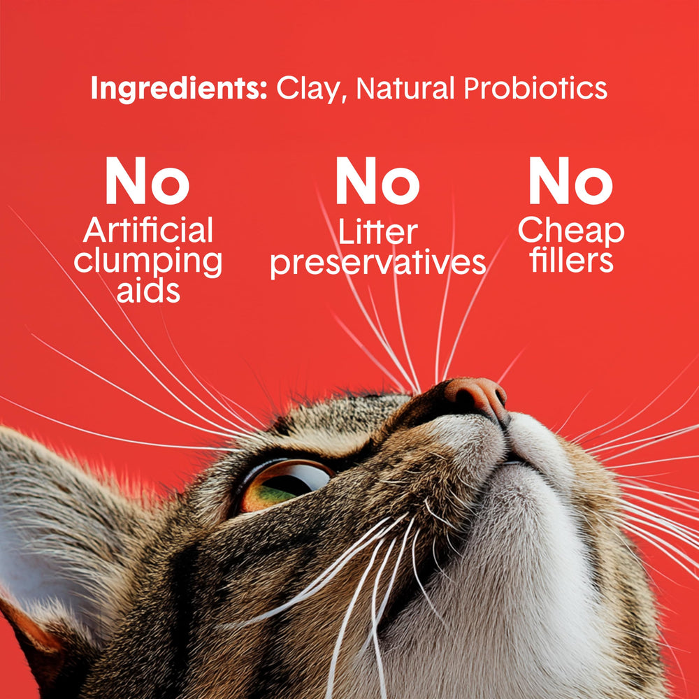 Boxiecat utilisée dans bac automatique, compatibilité et performance fiable
