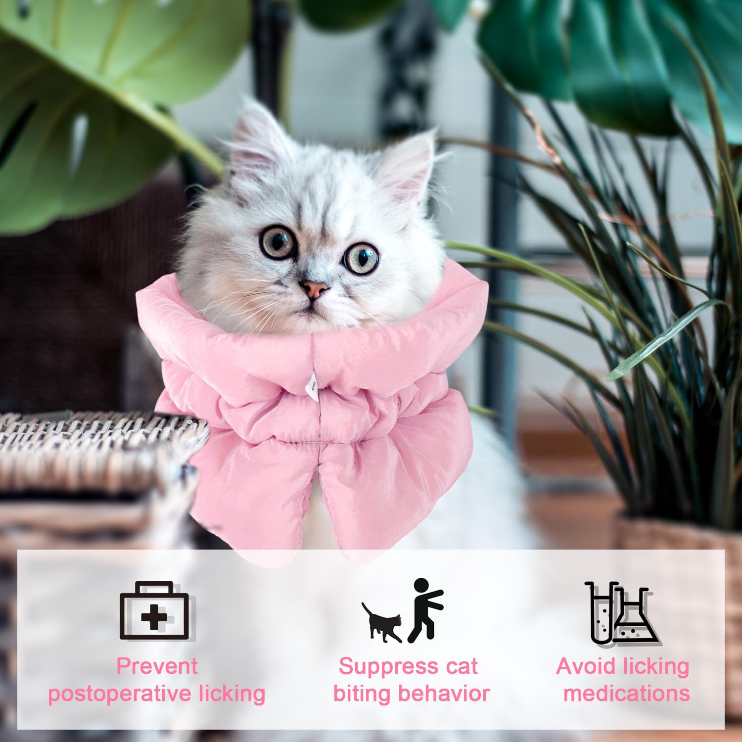BOXOB chat reposant confortable montrant collerette adaptée au quotidien