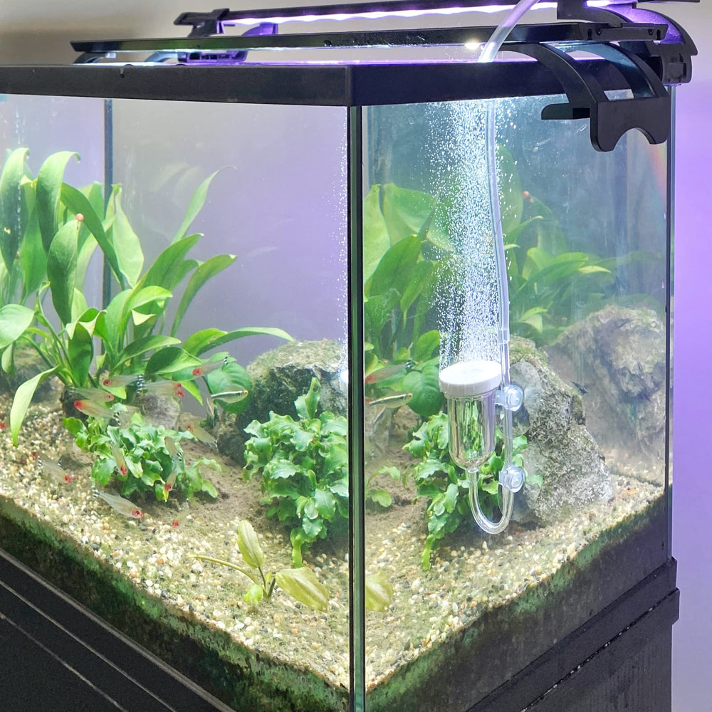 boxtech diffuseur en bassin avec plantes améliorant circulation et oxygénation