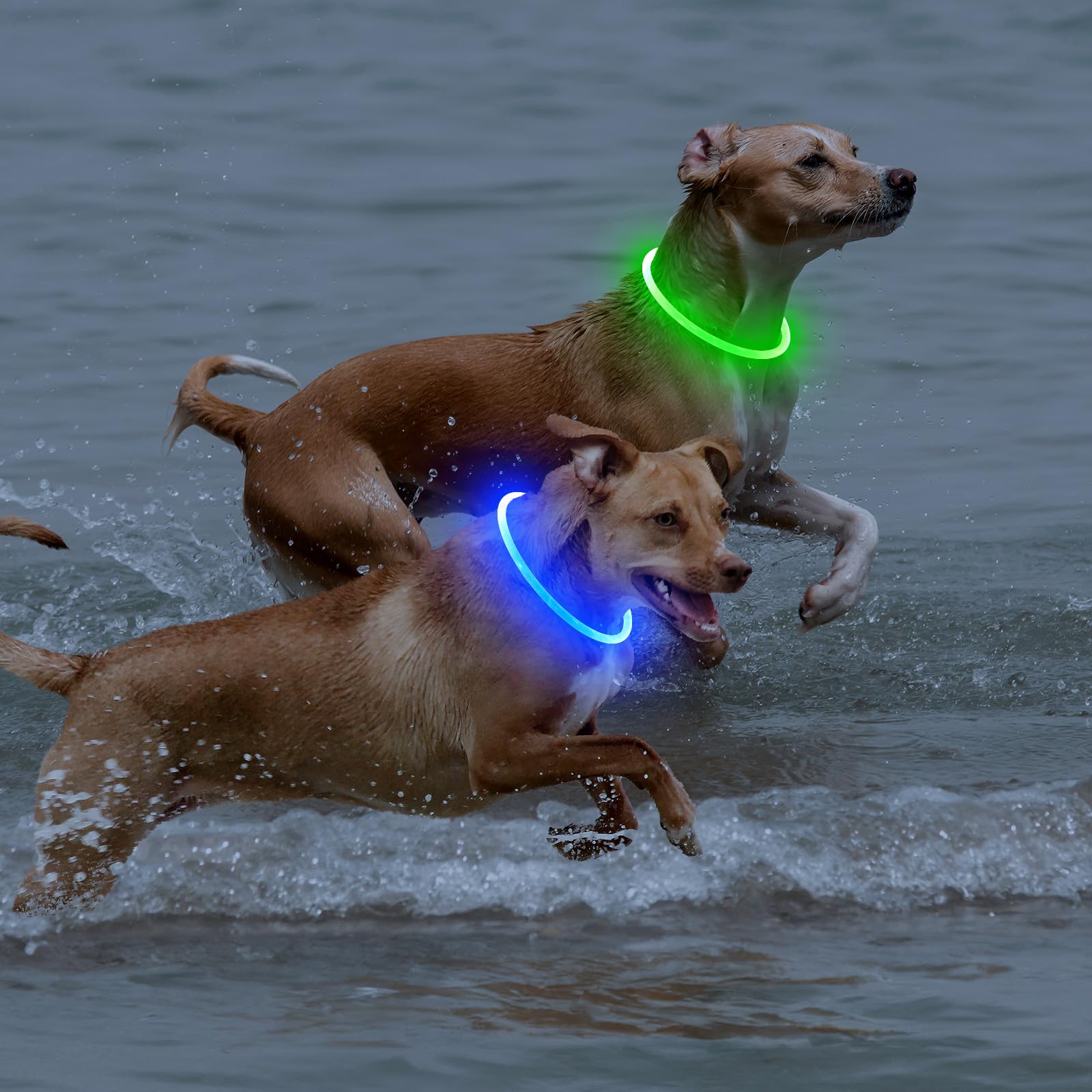 Bpawser collier porté en extérieur montrant résistance à la pluie et usage quotidien