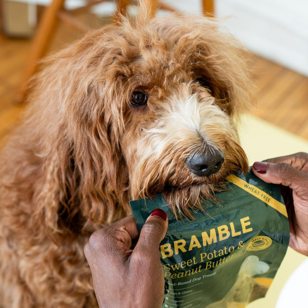 BRAMBLE scène de vie chien heureux recevant friandise savoureuse