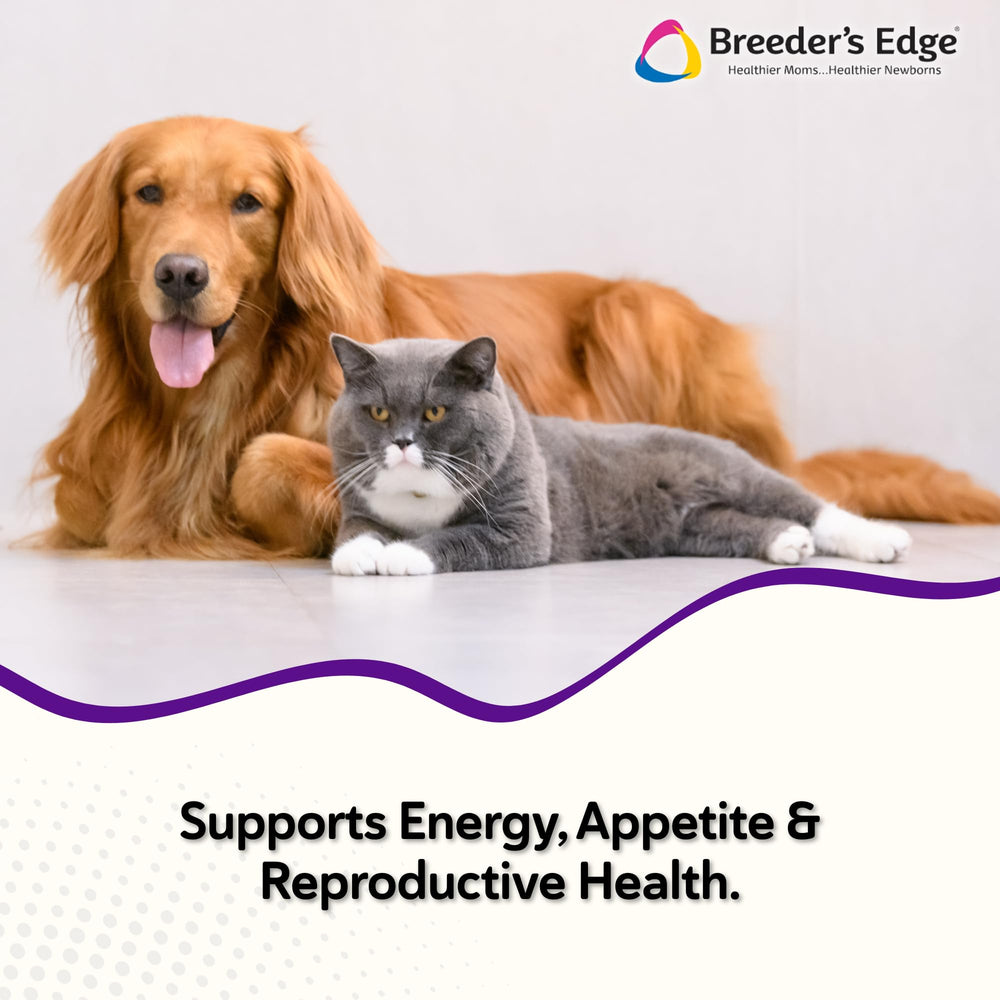 Revival Animal Health Breeder's Edge B Strong poudre gros plan texture fine facilitant le mélange