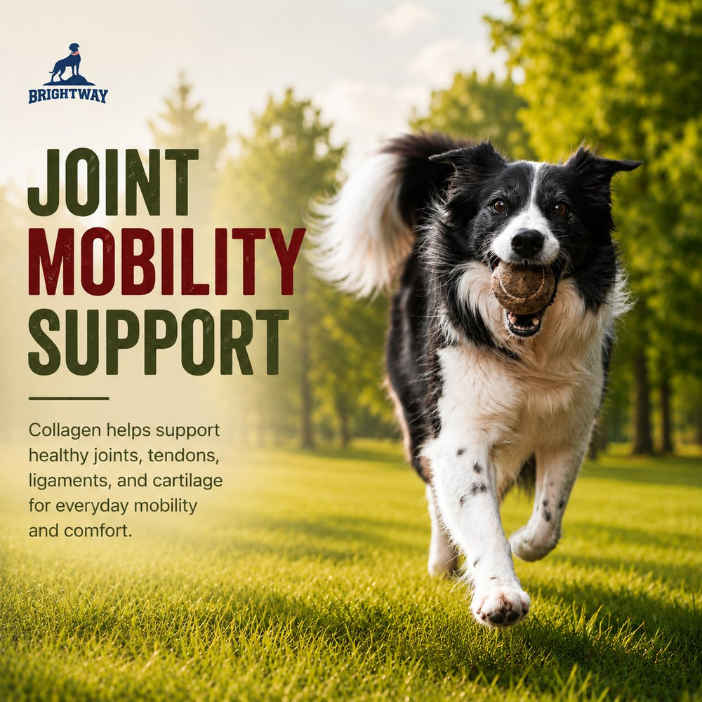 Brightway Pets chien qui saute illustrant soutien articulaire et énergie