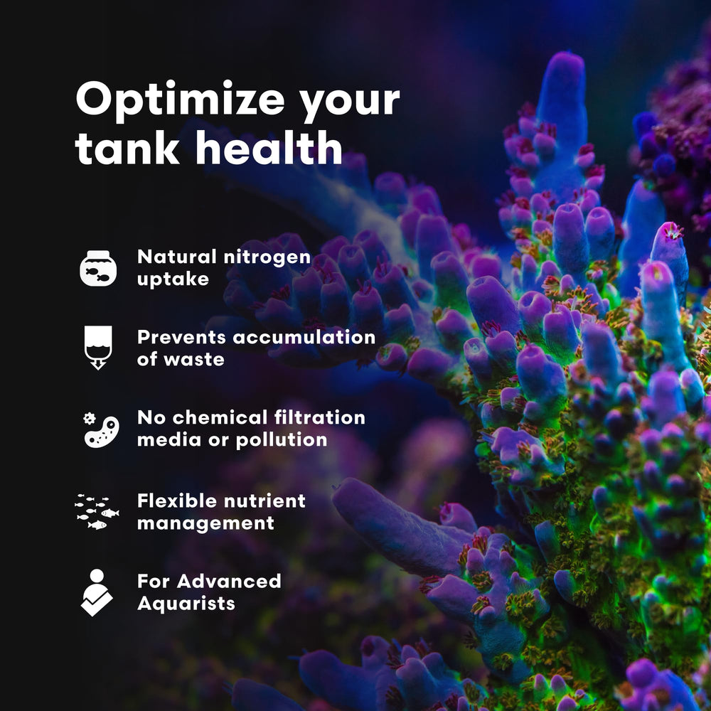 Brightwell Aquatics NēoPhos en application dans un aquarium récifal montrant résultats