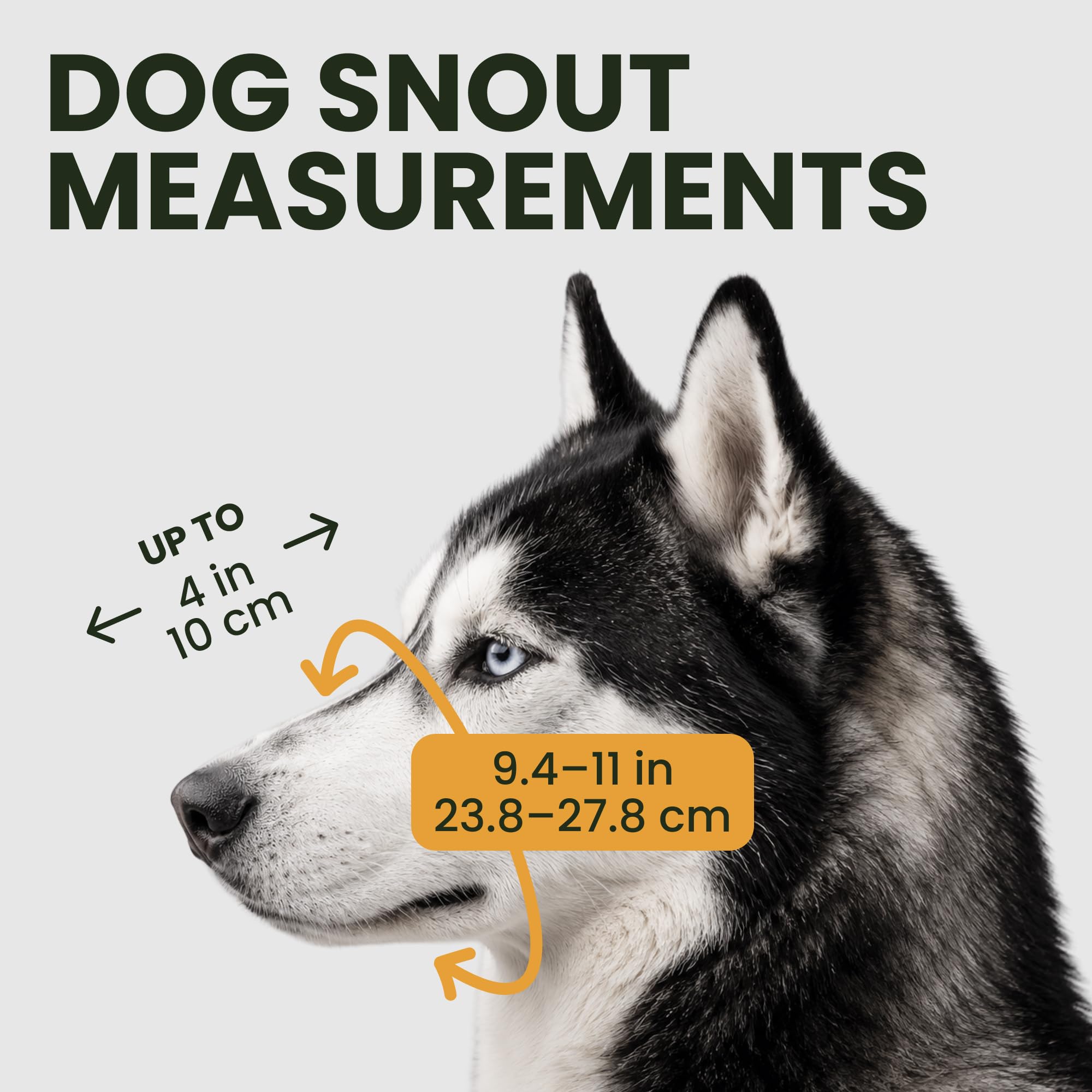 BRONZEDOG sangles en cuir véritable assurant maintien confortable