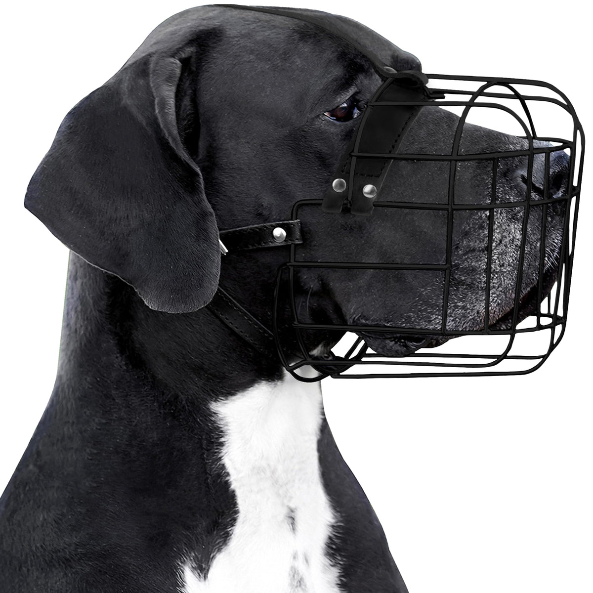 BRONZEDOG muselière face montrant construction robuste et protection
