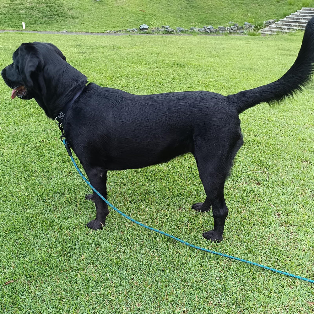 BTINESFUL comparaison taille illustrant choix de longueur adapté au chien