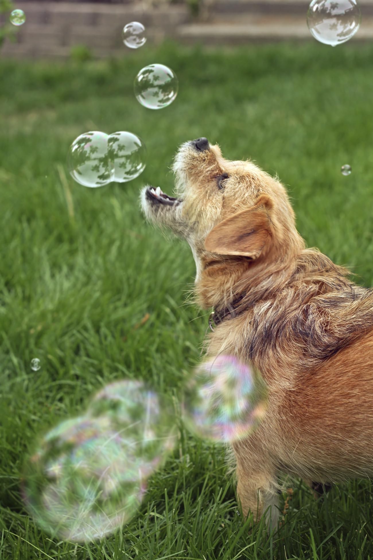 Bubbletastic famille jouant avec chiens, moment convivial sûr