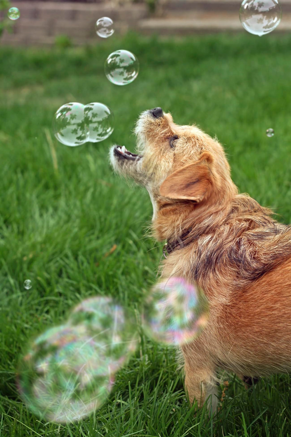 Bubbletastic famille jouant avec chiens, moment convivial sûr