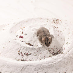 BUCATSTATE hamster dans bac de bain avec sable, nettoyage efficace et doux