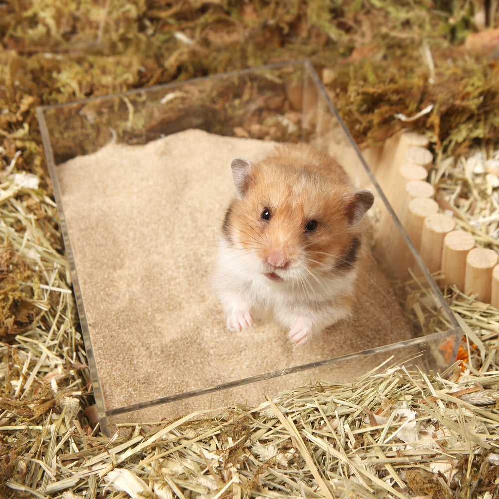 BUCATSTATE chinchilla dans un bac, sable absorbant pour bain sûr