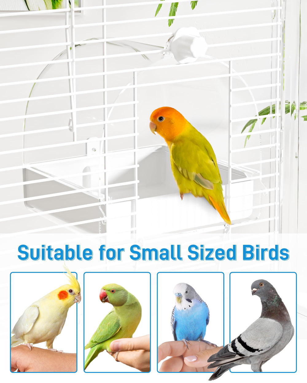 BUCATSTATE oiseau se baignant, confort et hygiène améliorés