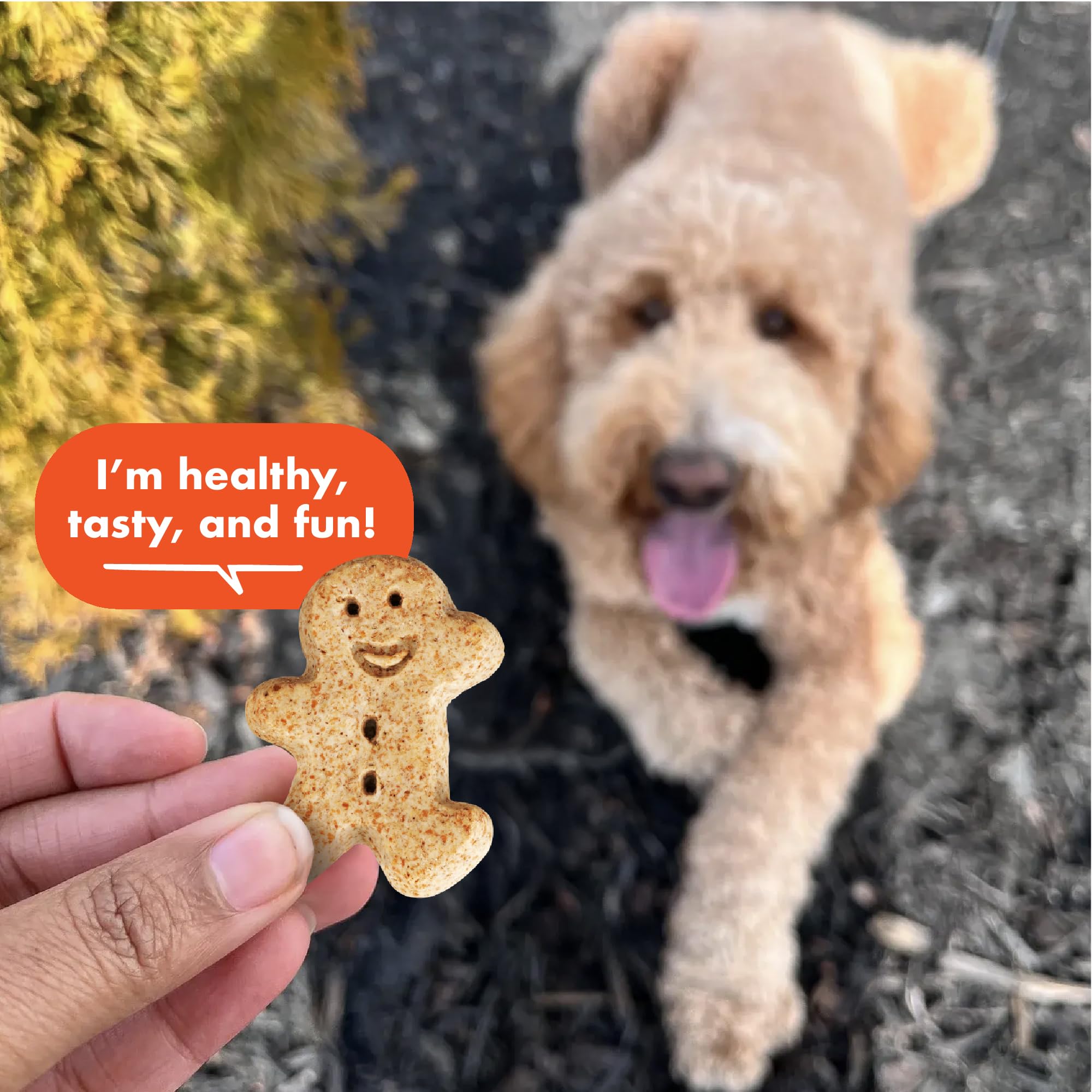 Buddy Biscuits biscuits dans la main du propriétaire facile à distribuer