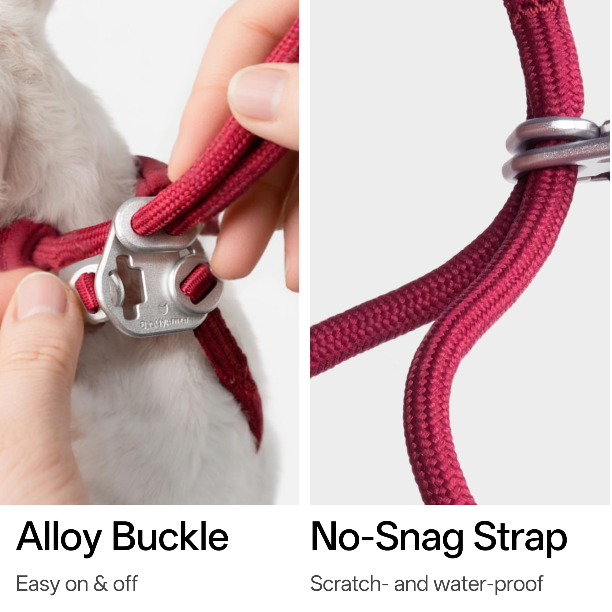 BuddyArmor harnais sur chat en promenade, contrôle stable