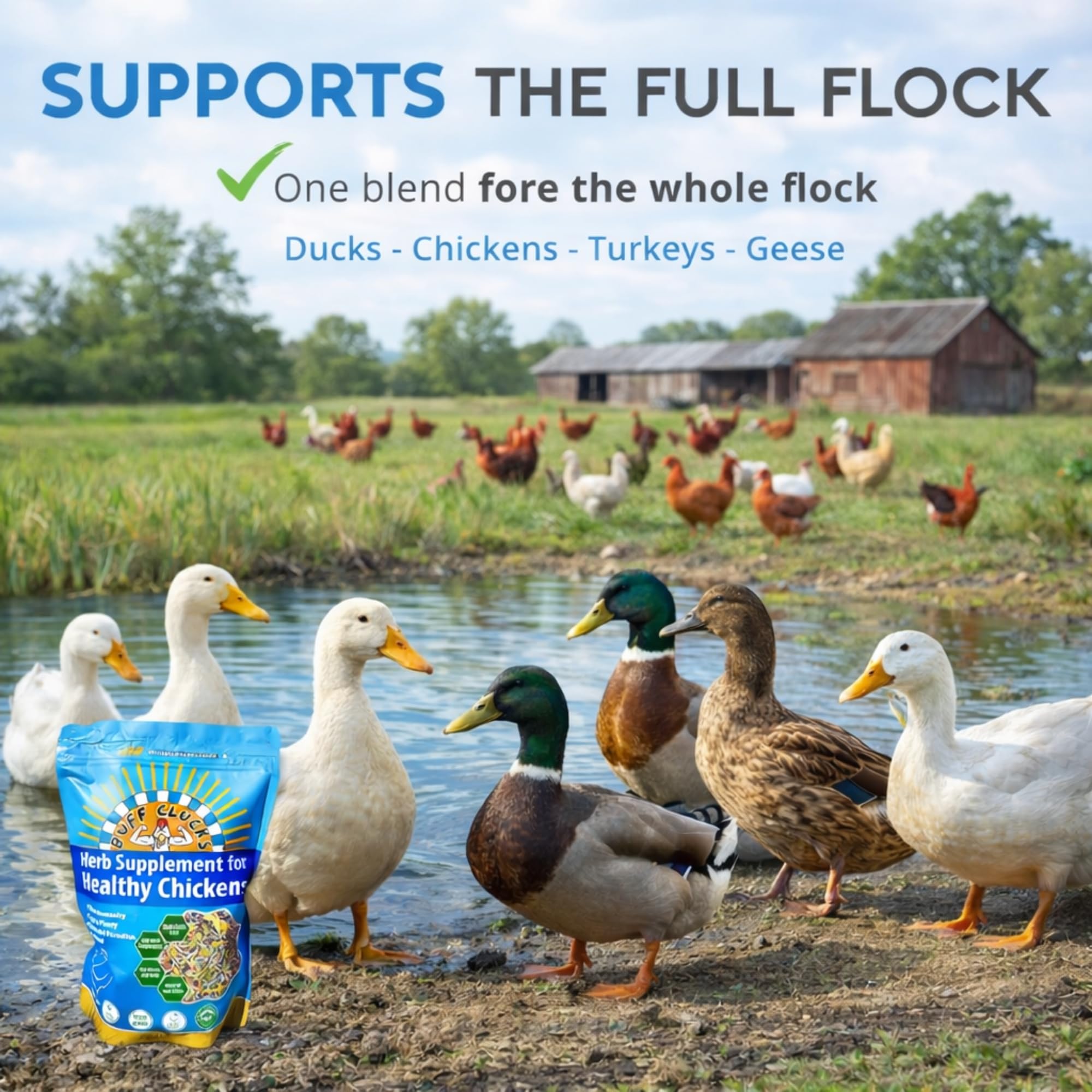 Buff Clucks assortiment tailles 12oz 5lb 20lb adapté aux différents troupeaux
