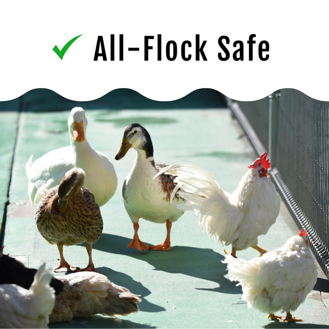 Buff Clucks comparaison taille cuillere indiquant dosage pratique