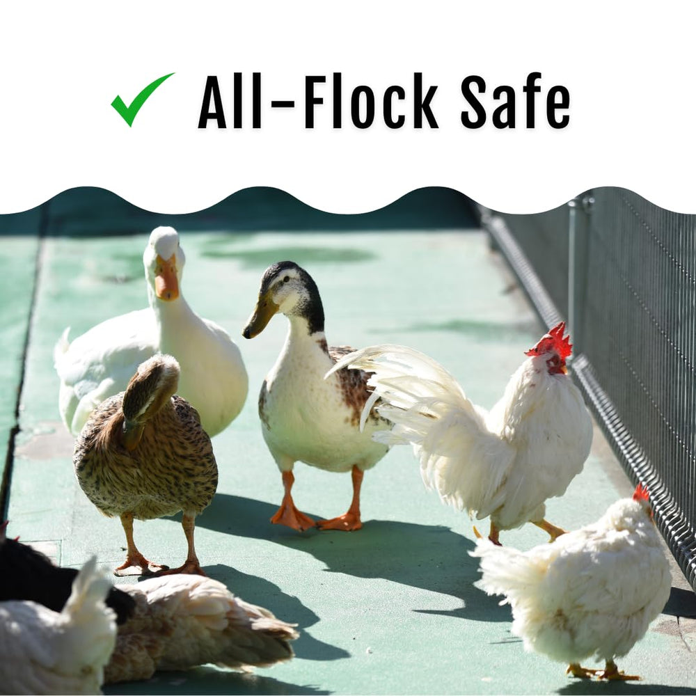 Buff Clucks comparaison taille cuillere indiquant dosage pratique