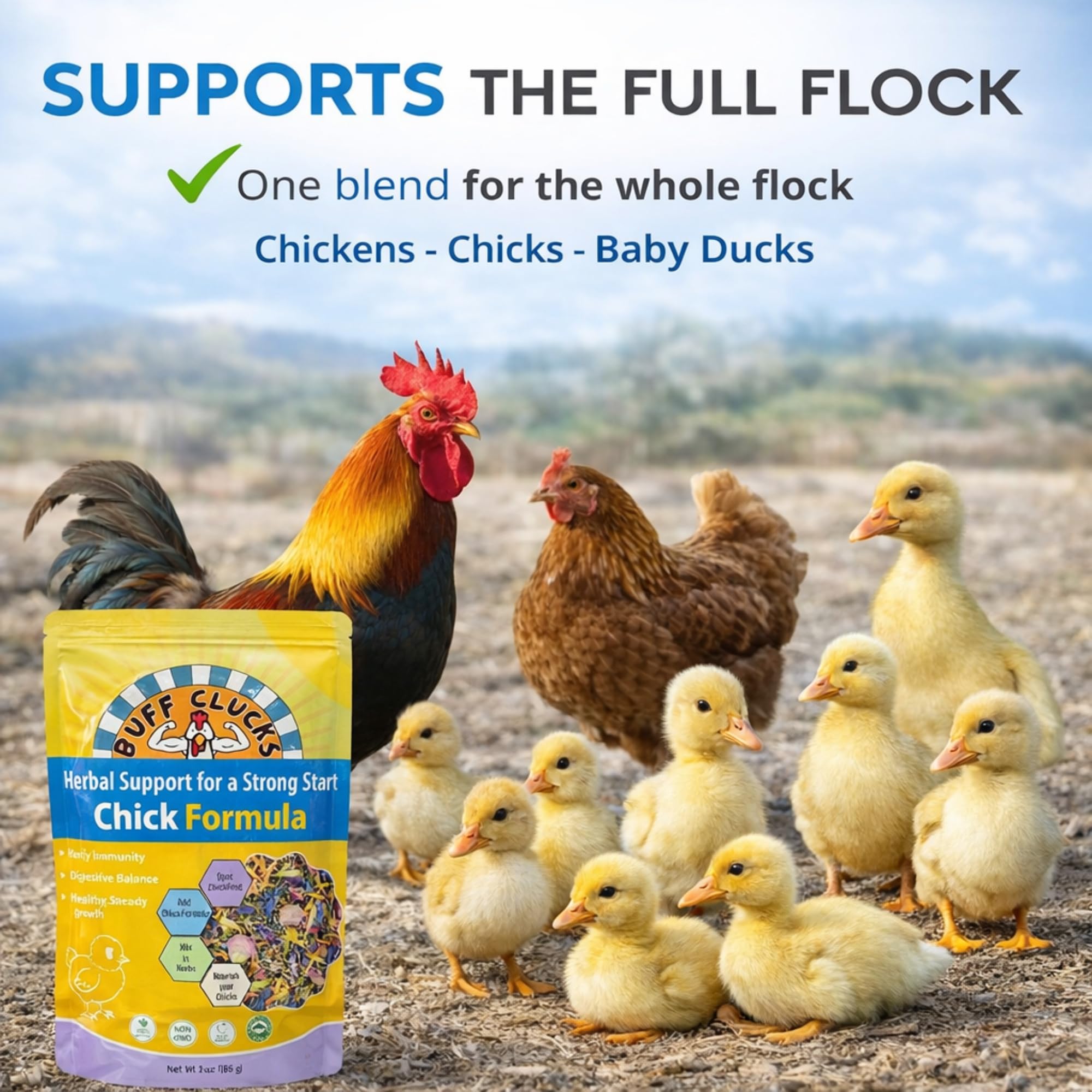 Buff Clucks scène basse-cour montrant plaisir et bien-être des volailles