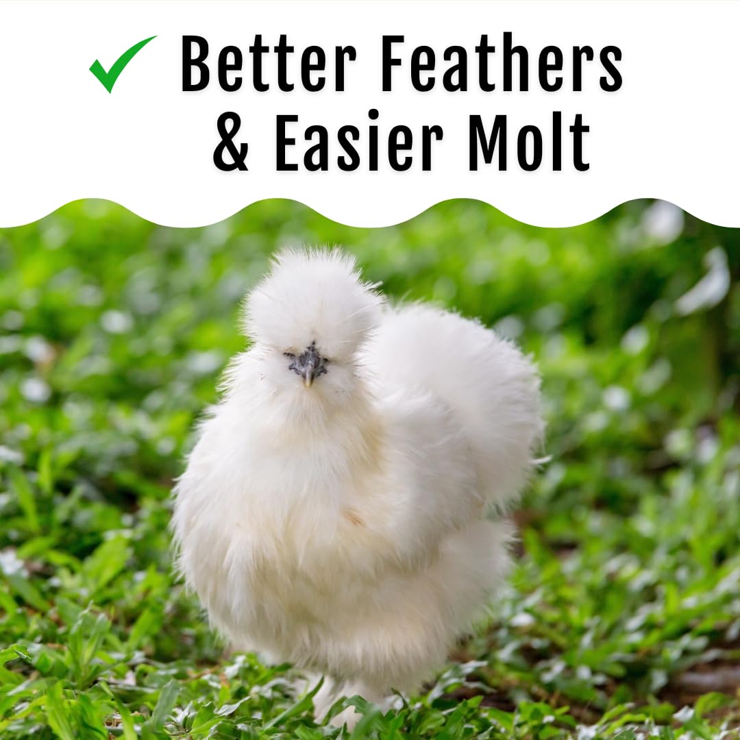 Buff Clucks poules en cage mangeant les larves montrant acceptation par la volaille