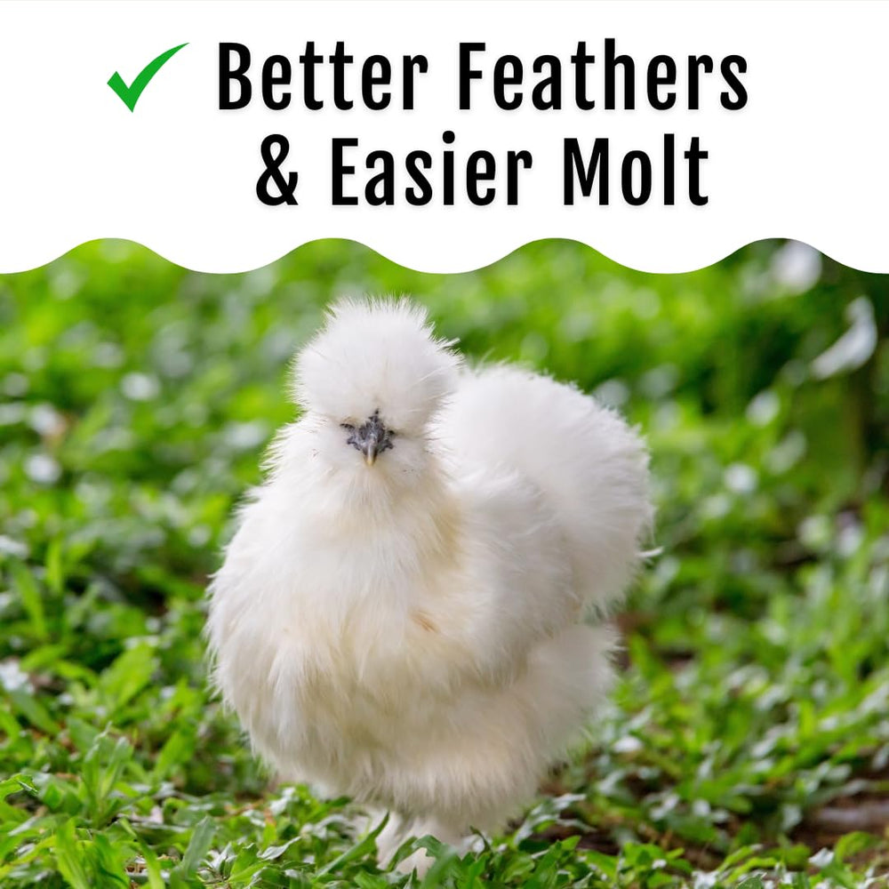Buff Clucks poules en cage mangeant les larves montrant acceptation par la volaille