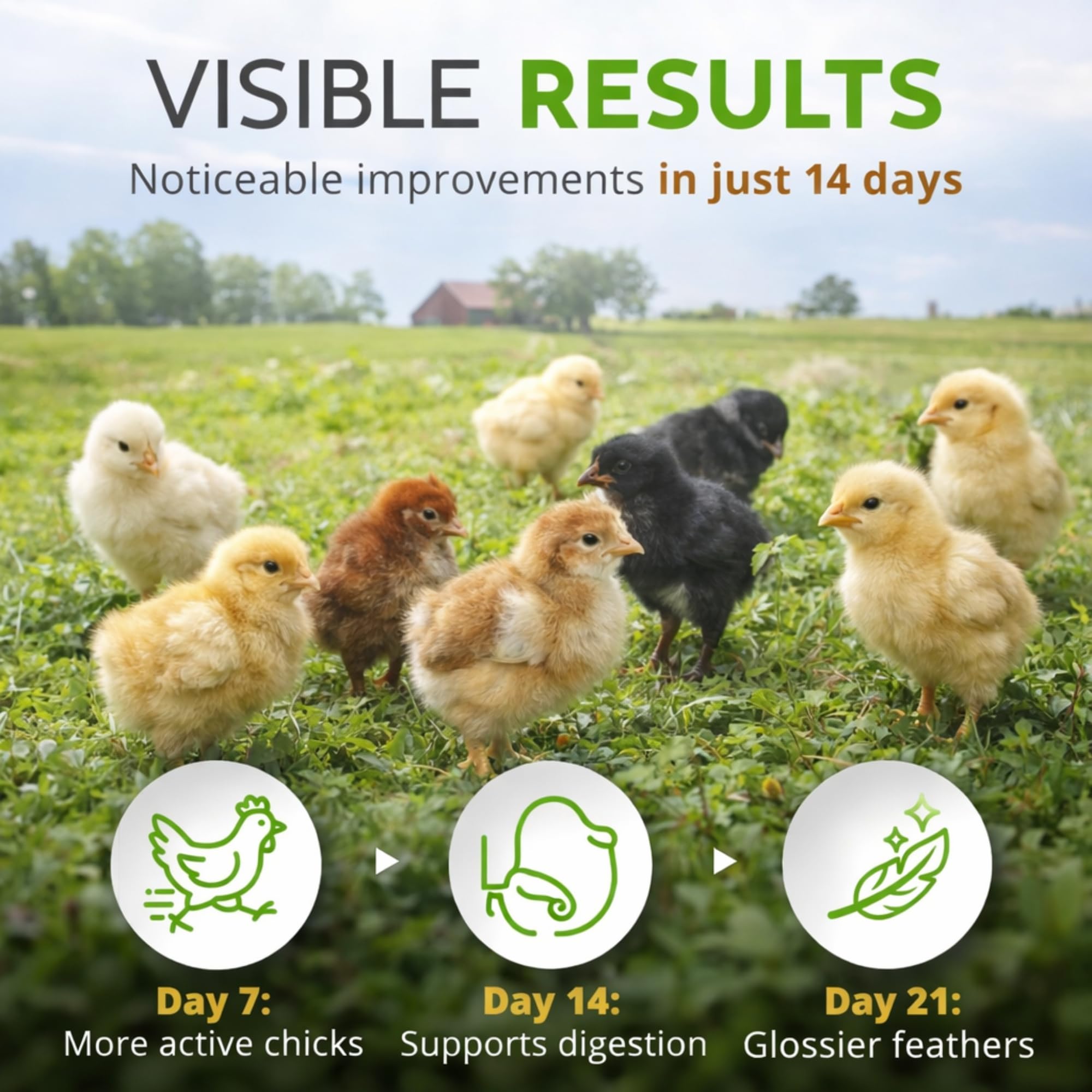 Buff Clucks saupoudré dans nid améliorant odeur et confort des pondeuses