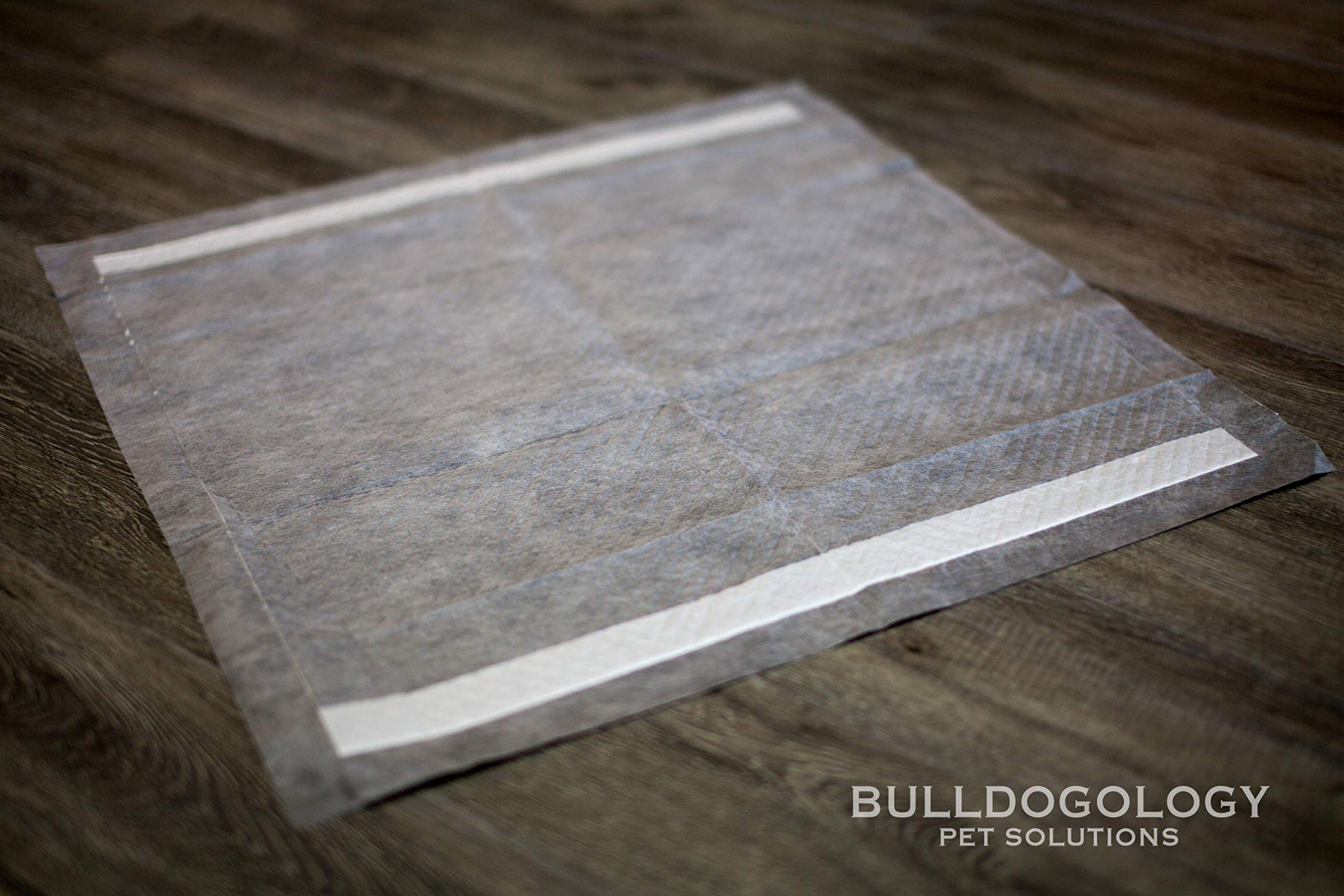 Bulldogology mise en scène appartement illustrant discrétion et confort