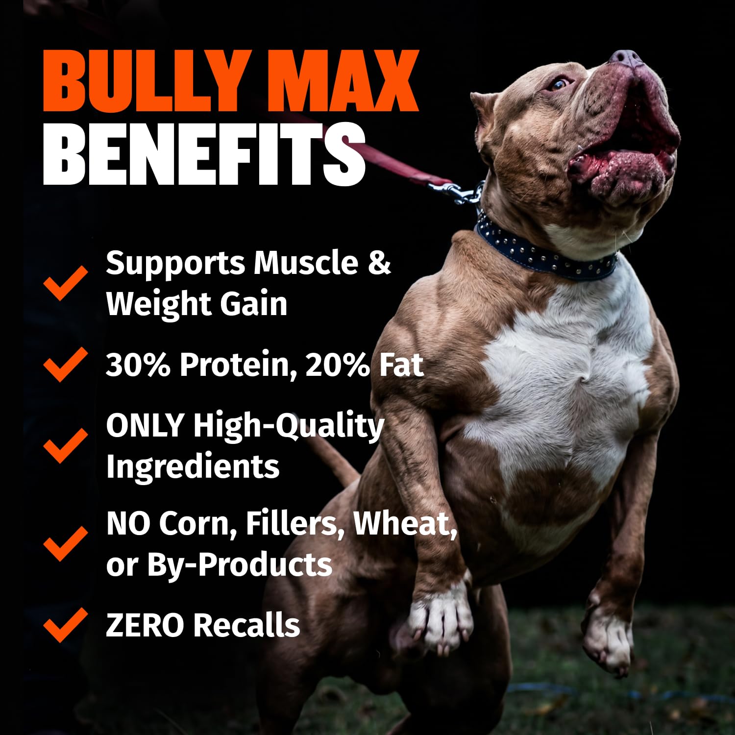 Bully Max croquettes dans la main pour comparaison d'échelle et gestion de portions