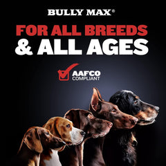 Bully Max donné au chien en récompense pour acceptation rapide