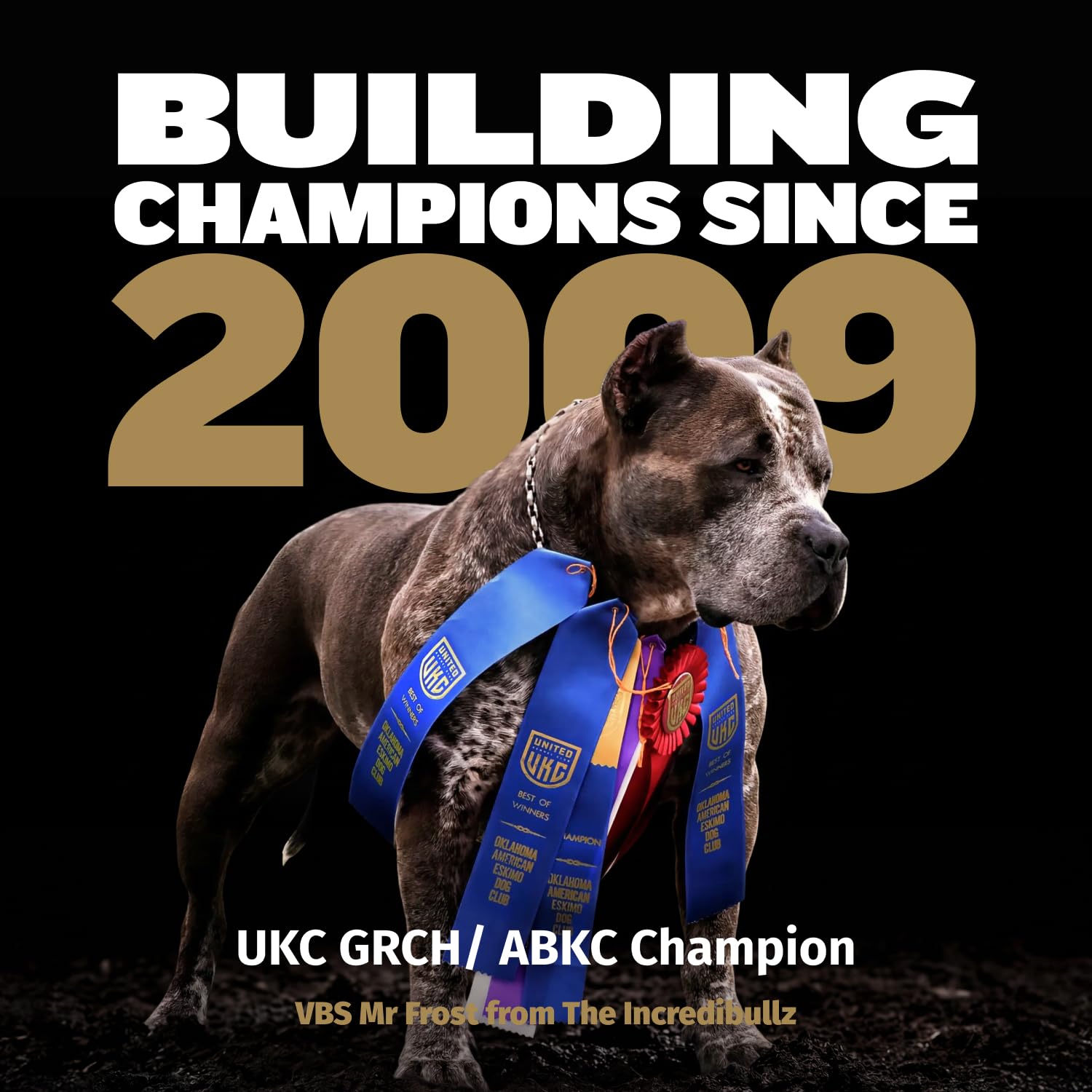 Chien actif avec Bully Max en intérieur, scène de vie illustrant usage quotidien et énergie