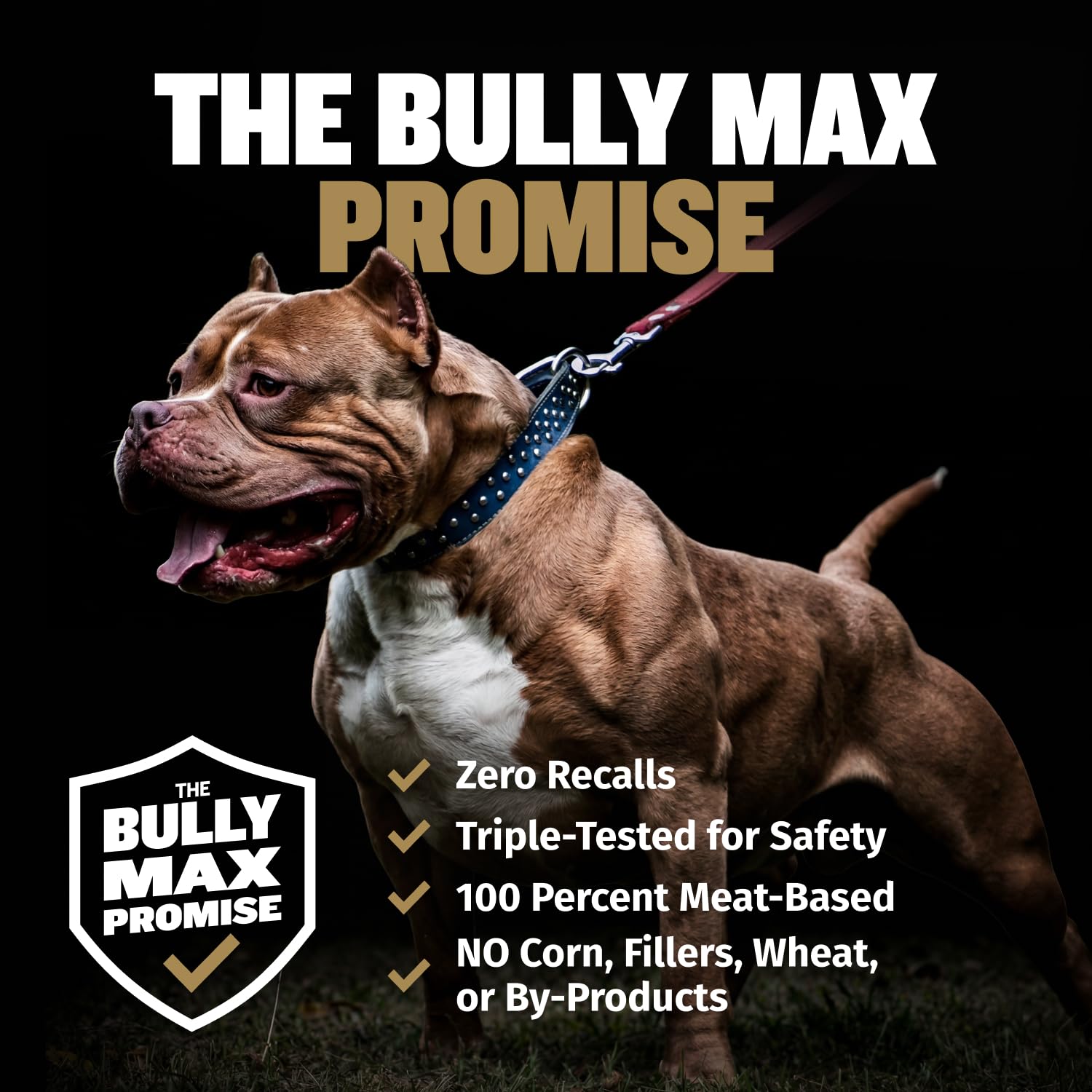 Bully Max chiot et chien adulte ensemble montrant adaptation à tous âges
