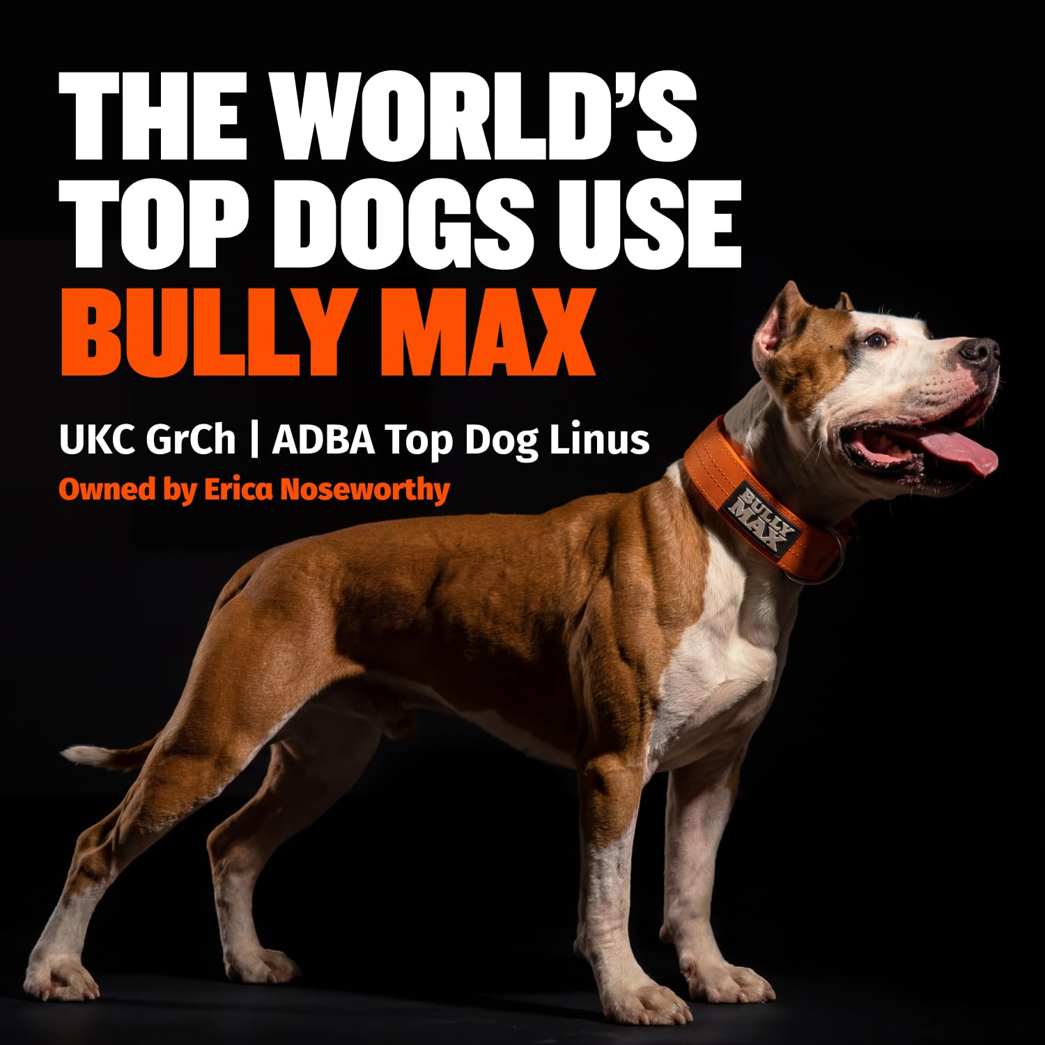 Bully Max chien actif en extérieur illustrant énergie et bénéfice performance musculaire
