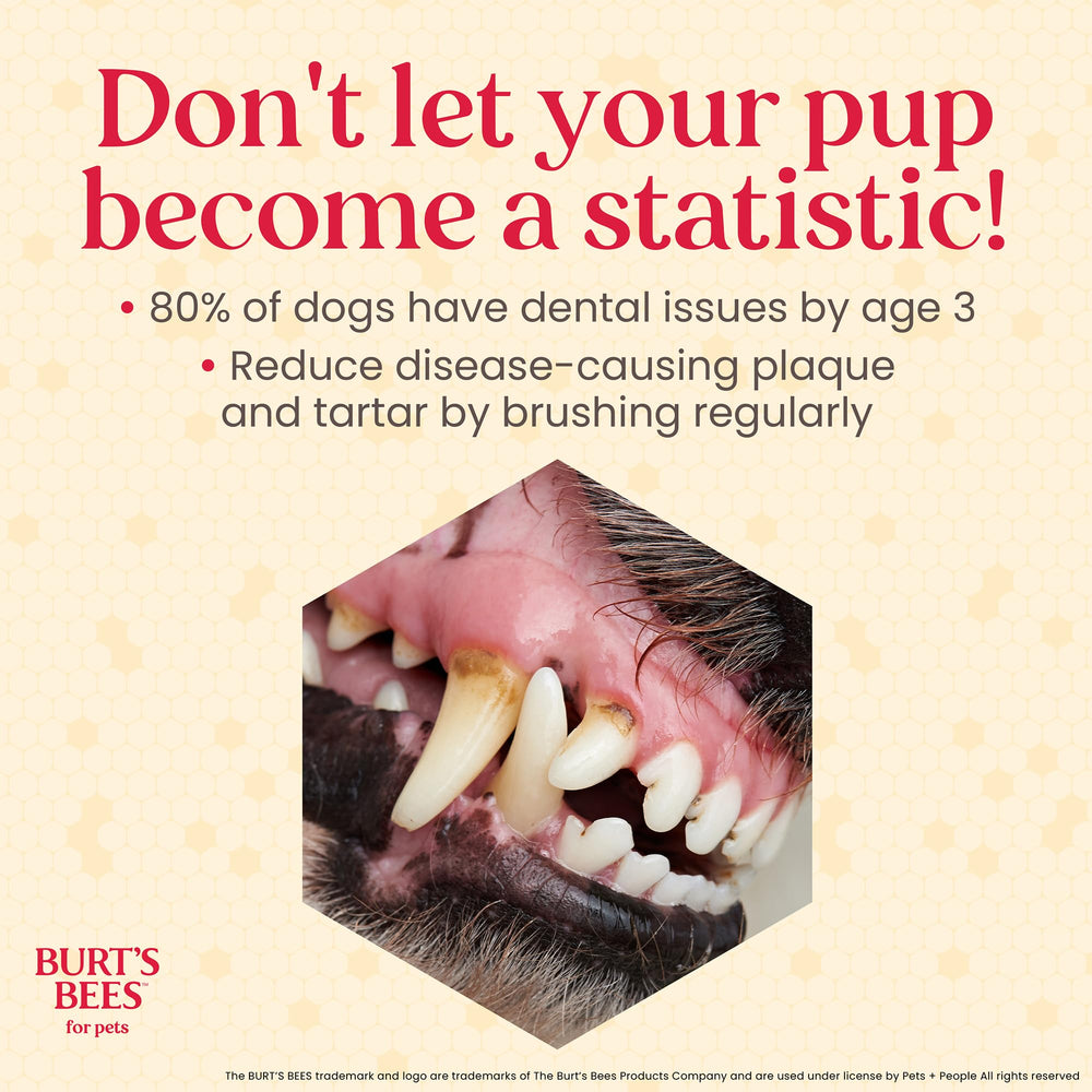 BURT'S BEES FOR PETS gros plan texture du dentifrice montrant consistance adaptée aux chiots