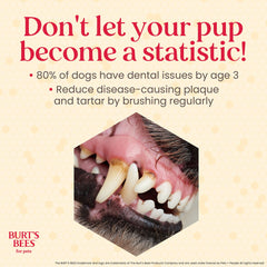 BURT'S BEES FOR PETS gros plan texture du dentifrice montrant consistance adaptée aux chiots
