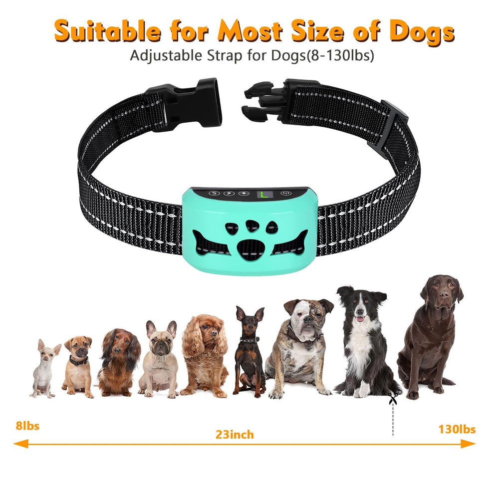 BXQ collier porté par un chien montrant ajustement pour tours de cou variés