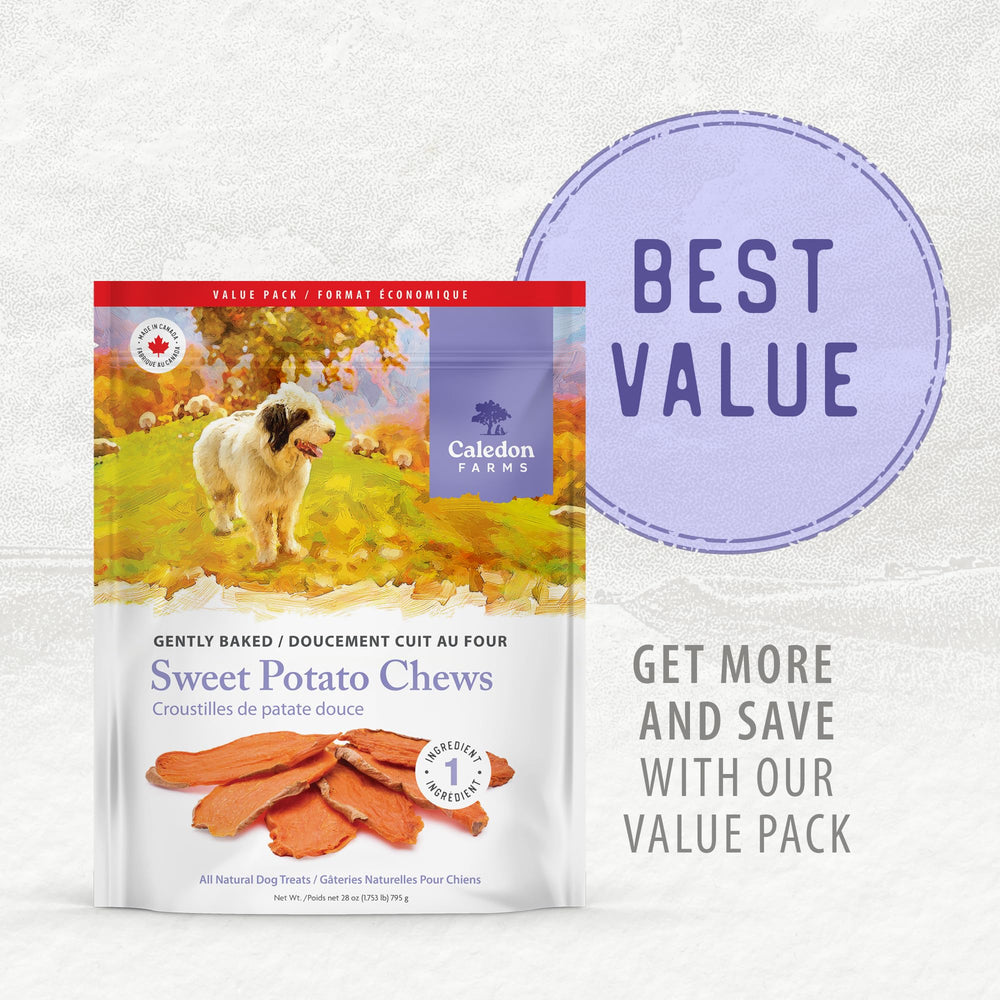 Caledon Farms chien mordillant une chew pour occupation et plaisir