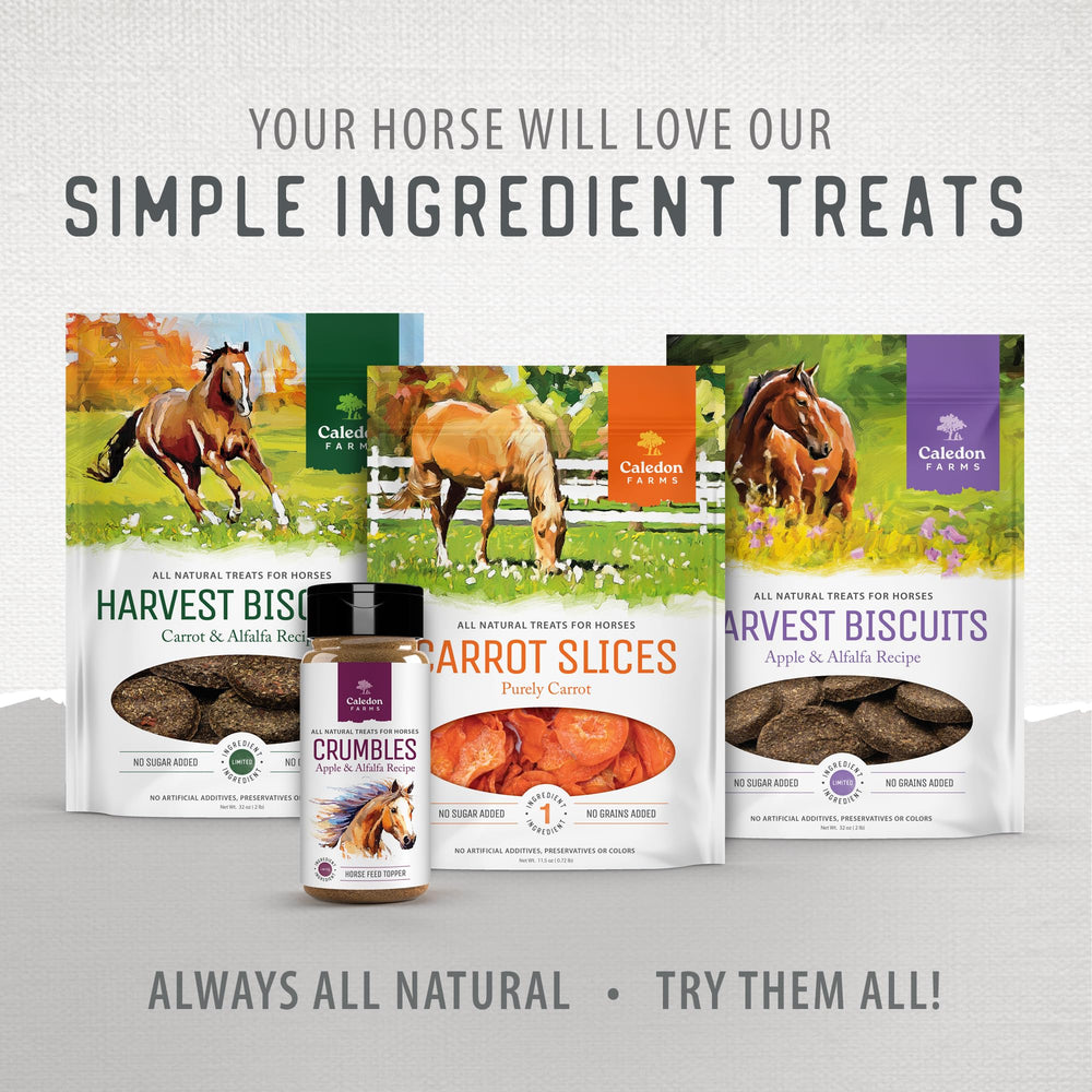Caledon Farms scène équestre : cheval recevant friandise pour renforcement positif