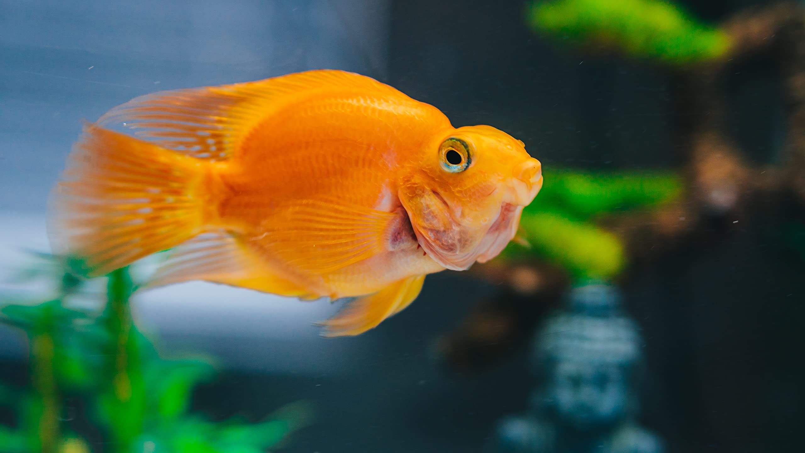 CalgonCarbon Neptune résultat avant après aquarium plus clair et sans odeurs