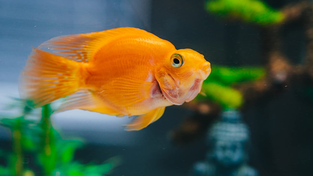 CalgonCarbon Neptune résultat avant après aquarium plus clair et sans odeurs