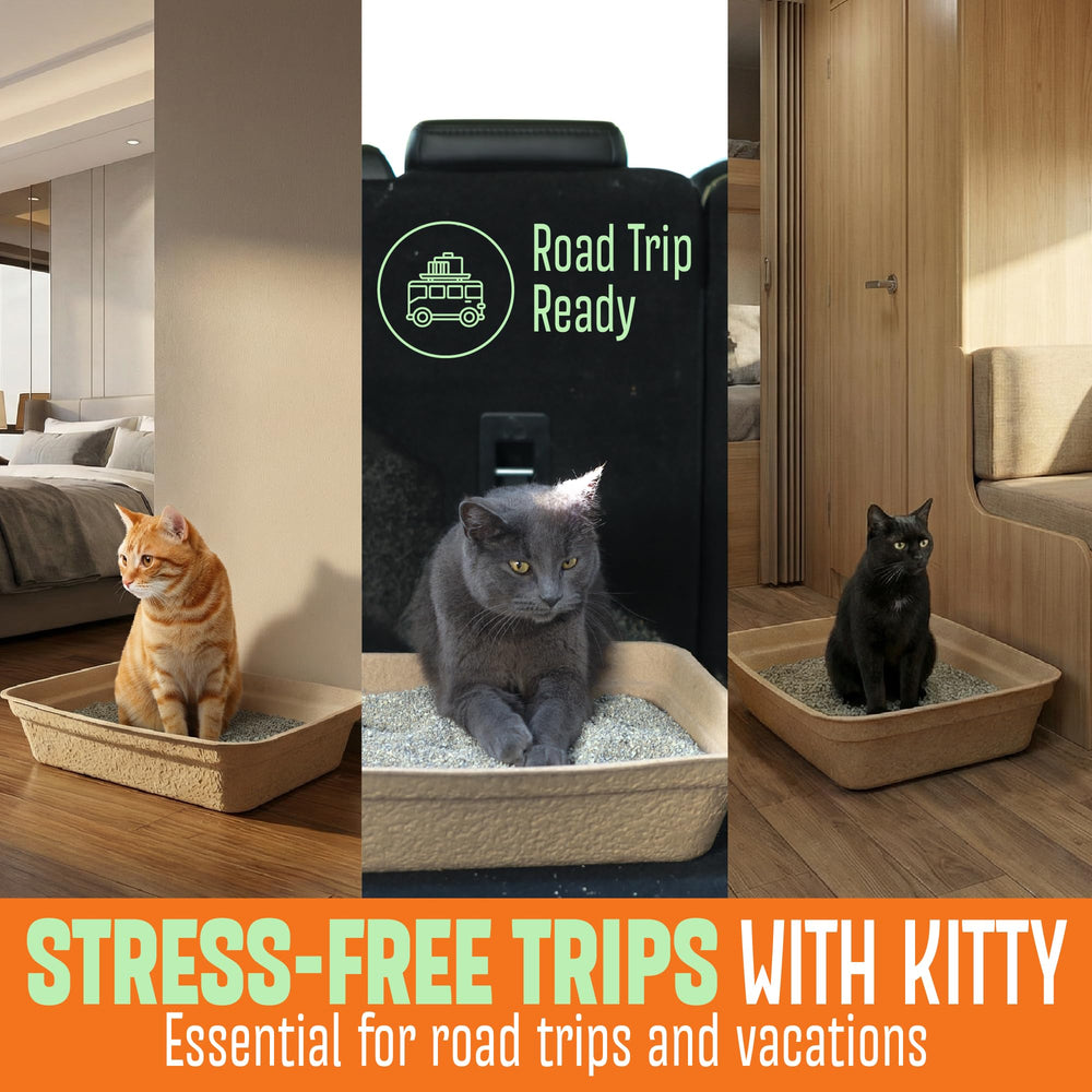 CallieCo comparaison taille chat, espace confortable pour la plupart des chats