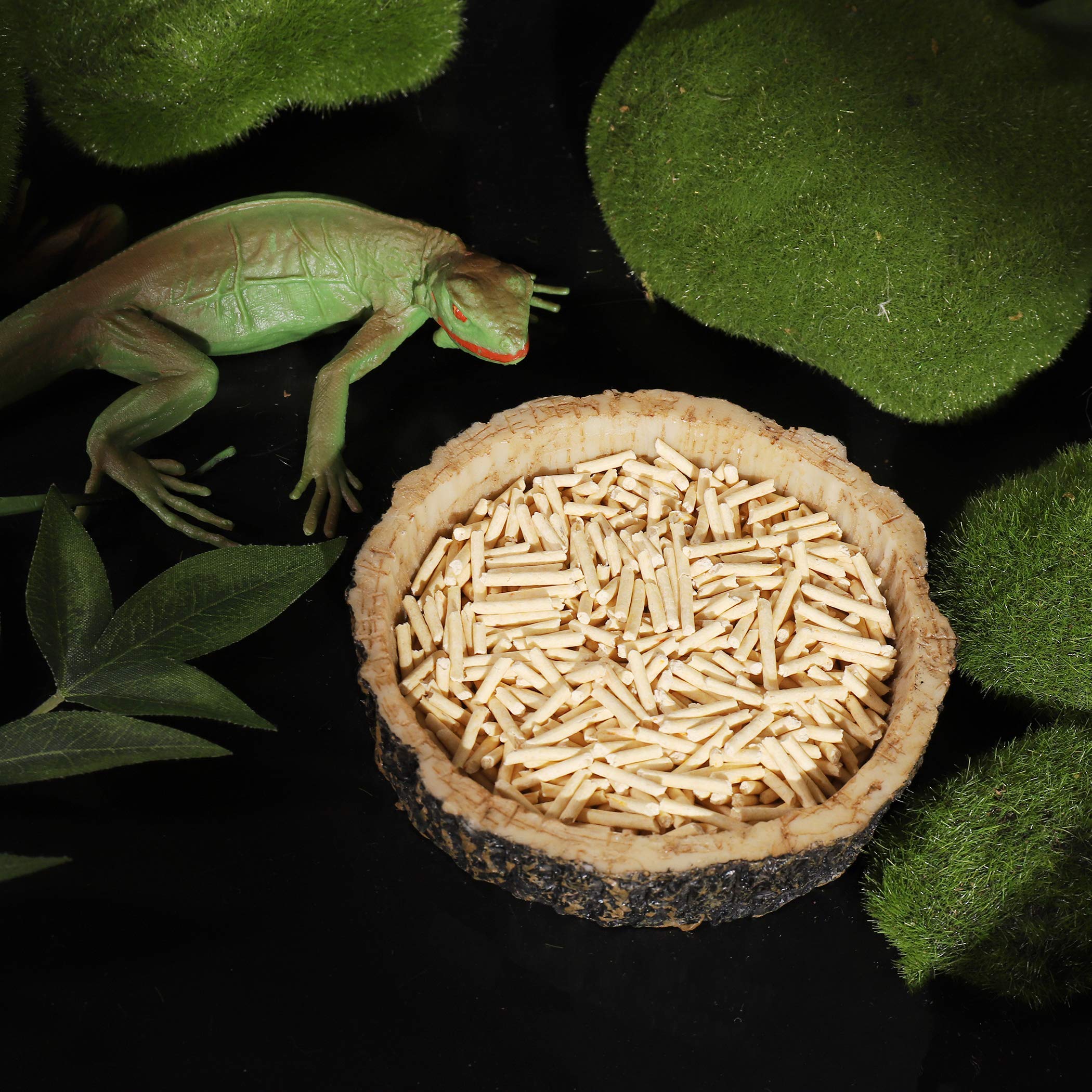 CalPalmy gamelle posée dans terrarium désertique, intégration décorative
