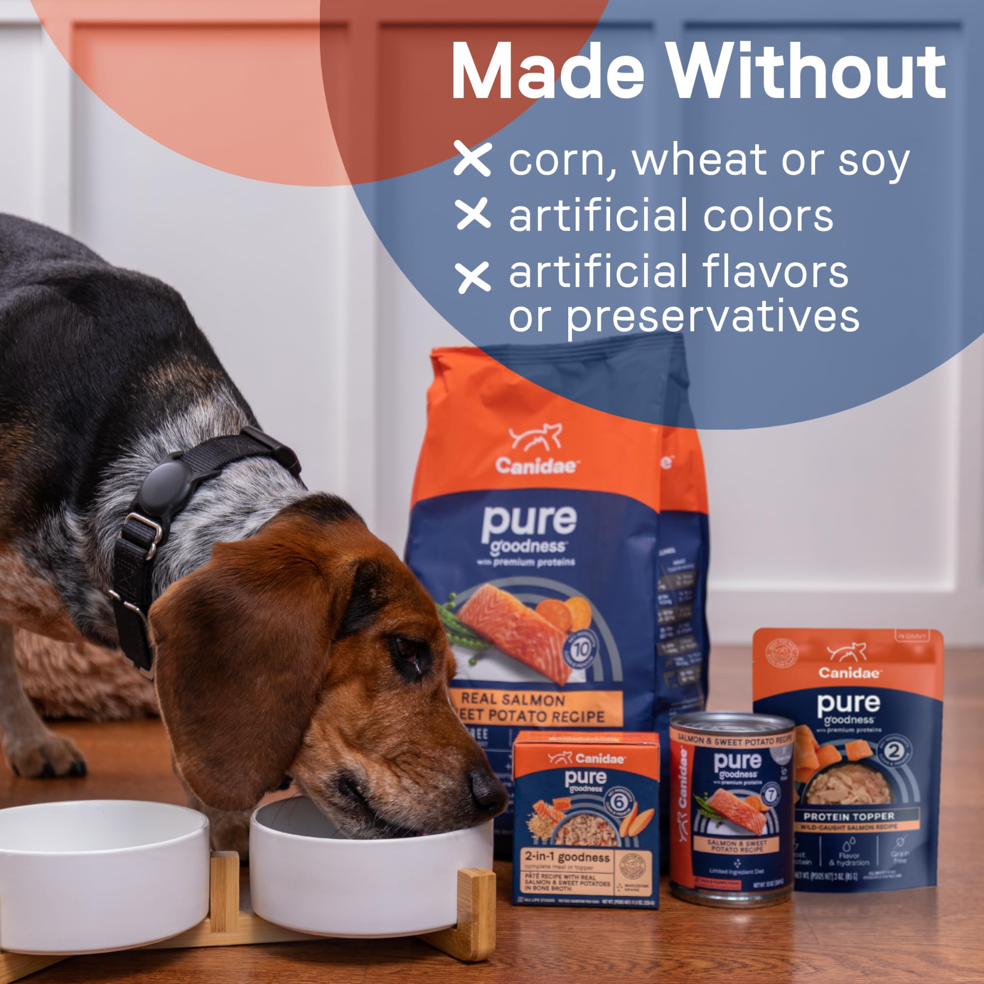 CANIDAE scène de repas montrant chien attiré par le goût amélioré