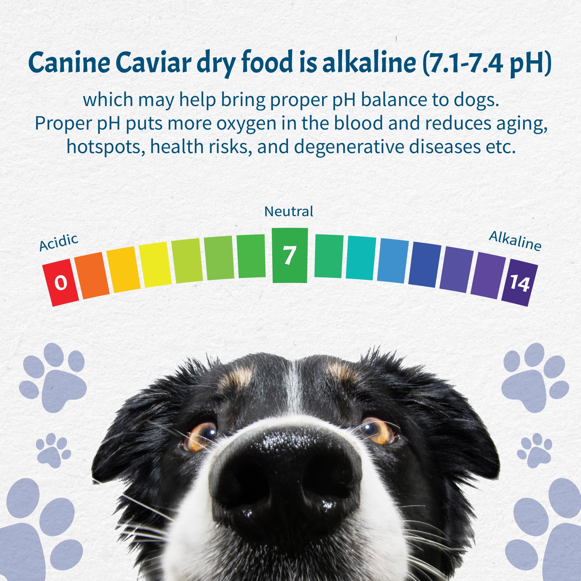 Canine Caviar ingrédients sur table illustrant pureté et absence de sous-produits