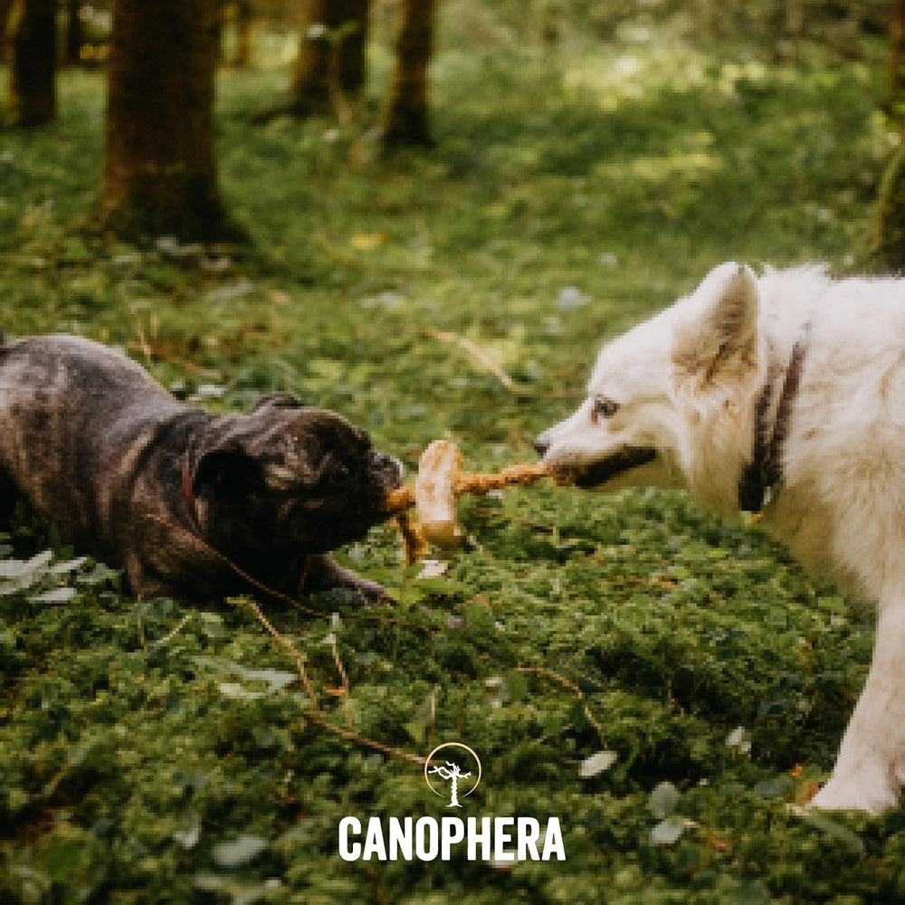 Canophera comparaison taille à côté d'une main pour évaluer convenance Medium