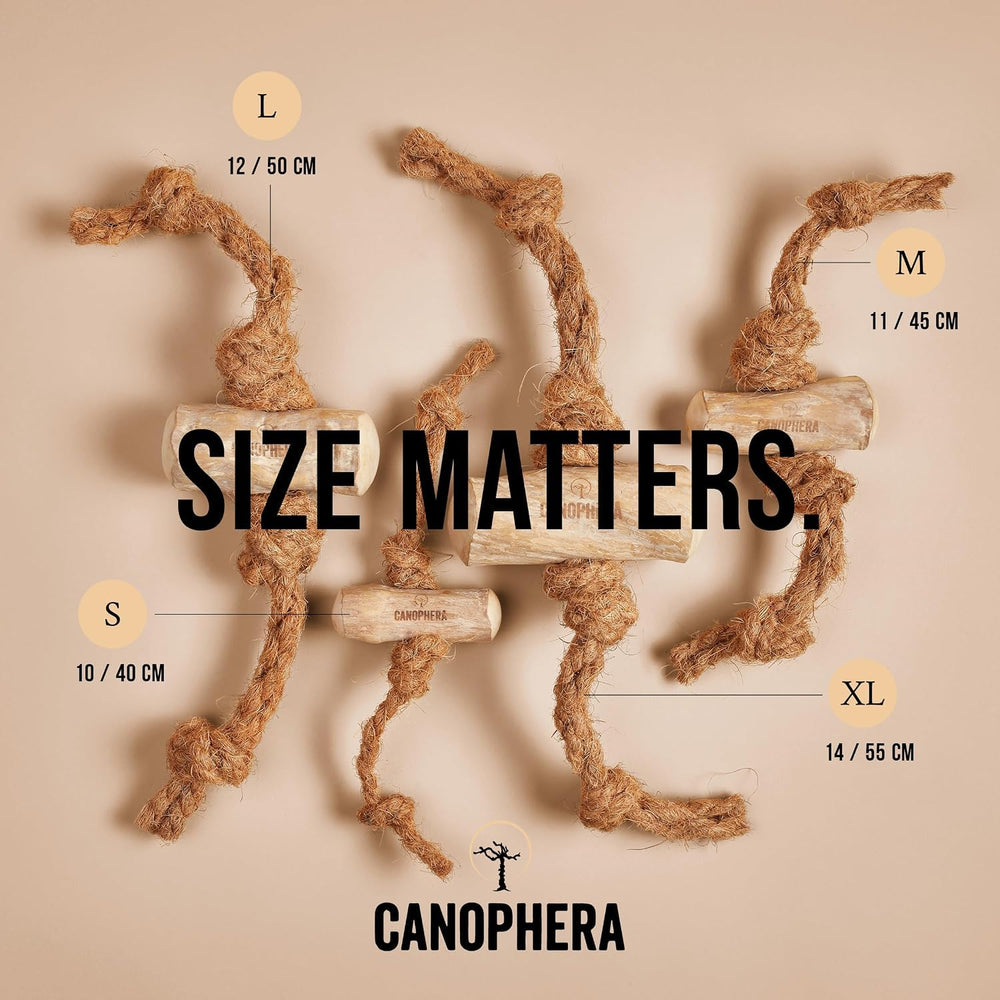Canophera chien en train de mâcher, activité apaisante et stimulation naturelle