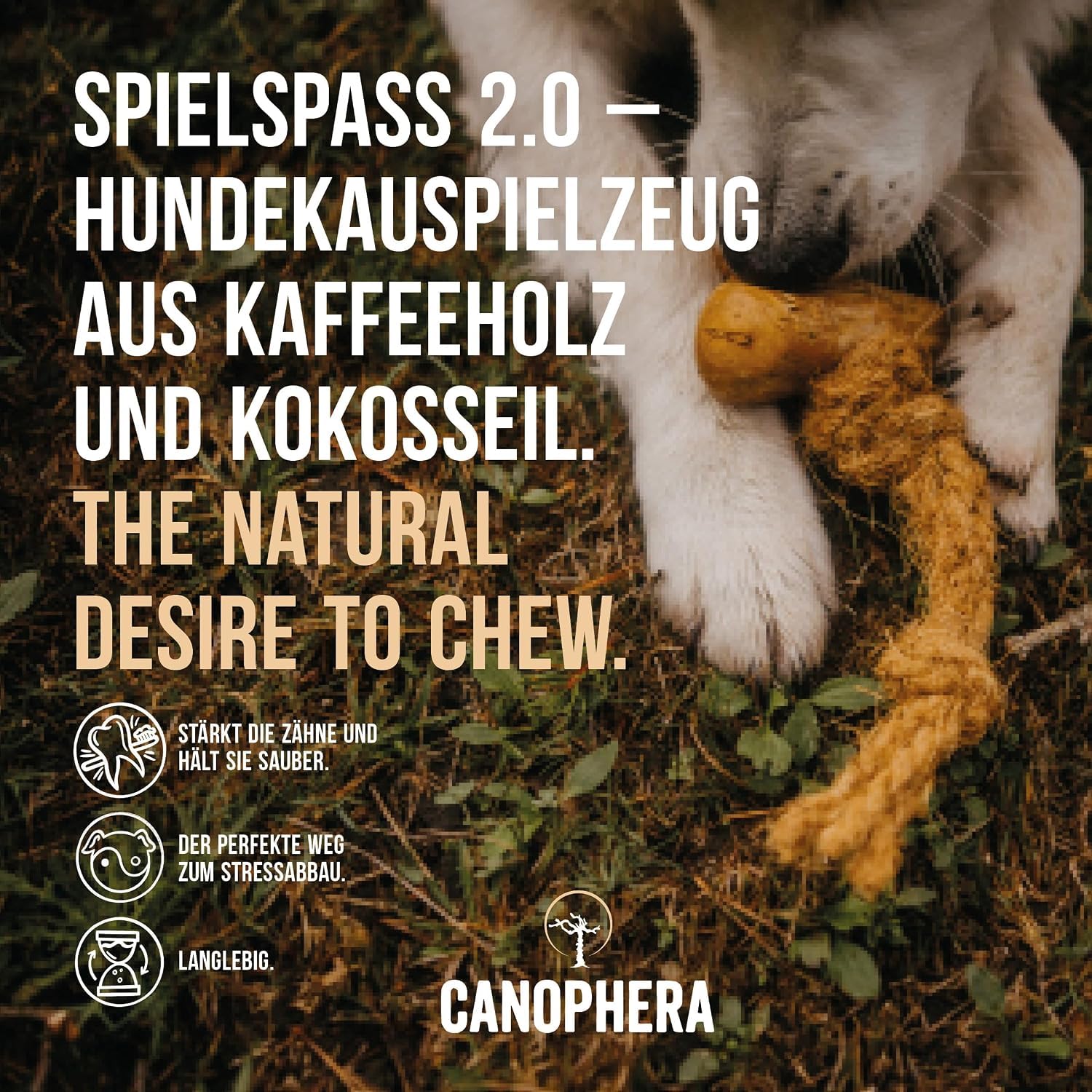 Canophera gros plan sur la texture du bois d'arbre à café pour nettoyage dentaire