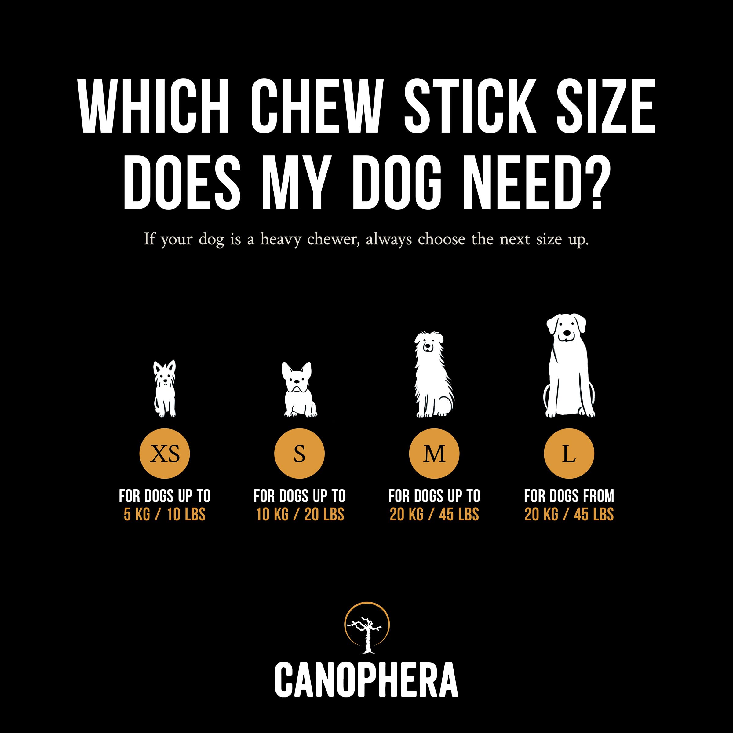Canophera comparaison taille bâtonnet avec patte pour référence