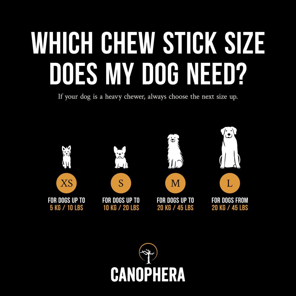 Canophera comparaison taille bâtonnet avec patte pour référence
