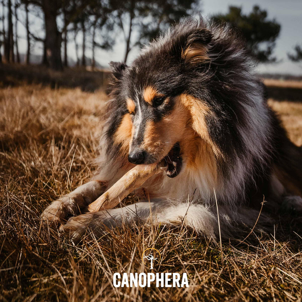 Canophera étiquette sans additif montre qualité et sécurité