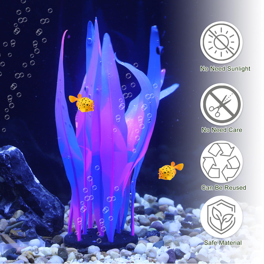 CAPASTEC comparaison taille kelp montrant proportion adaptée à l'aquarium