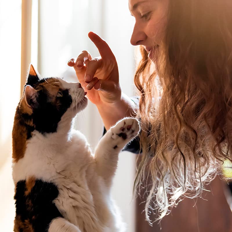 Capsuline PetCaps en utilisation avec chat acceptant capsule comme friandise